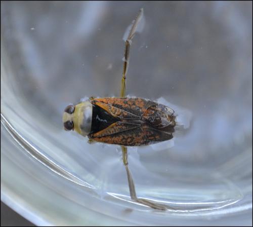 Notonecta maculata