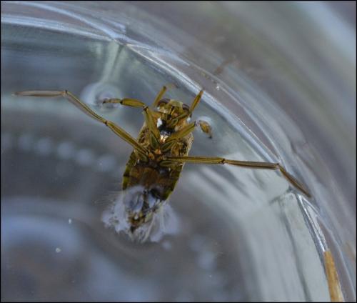 Réf. 106 585 : Notonecta maculata