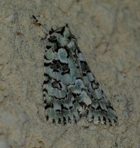 Réf. 106 776 : Nyctobrya muralis