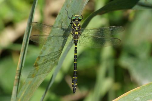 Réf. 106 496 : Cordulegaster boltonii
