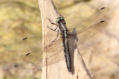 Réf. 106 409 : Orthetrum albistylum