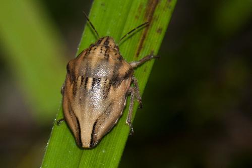 Odontotarsus purpureolineatus