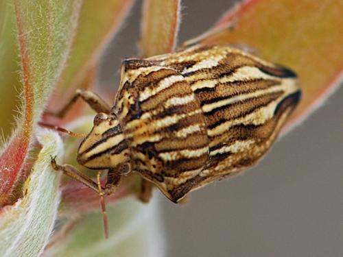 Réf. 106 515 : Odontotarsus robustus