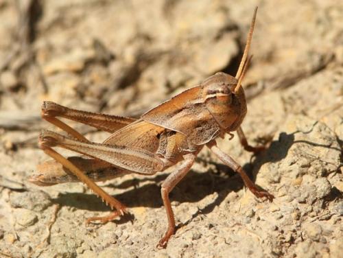 Réf. 106 395 : Locusta migratoria