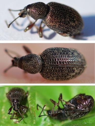 Otiorhynchus cribricollis