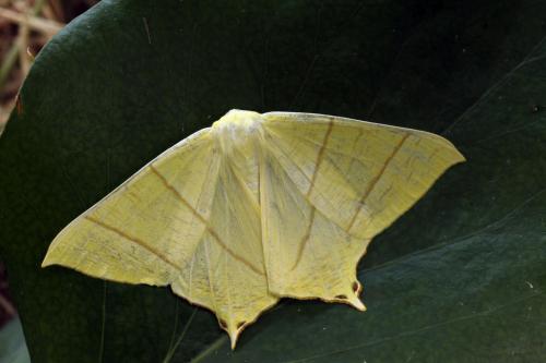 Réf. 106 040 : Ourapteryx sambucaria