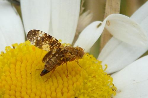 Réf. 106 000 : Oxyna flavipennis
