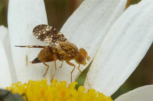 Réf. 106 001 : Oxyna flavipennis