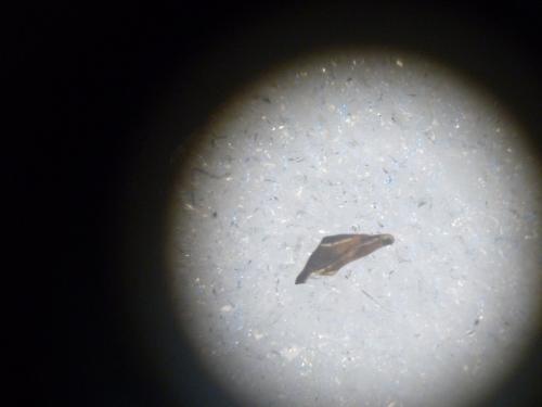 Réf. 106 086 : Heterogynis valdeblorensis