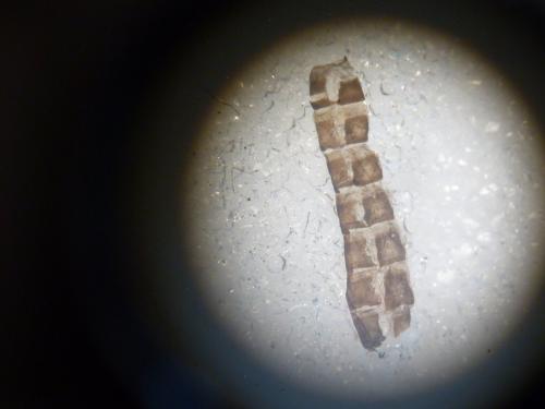 Réf. 106 085 : Heterogynis valdeblorensis