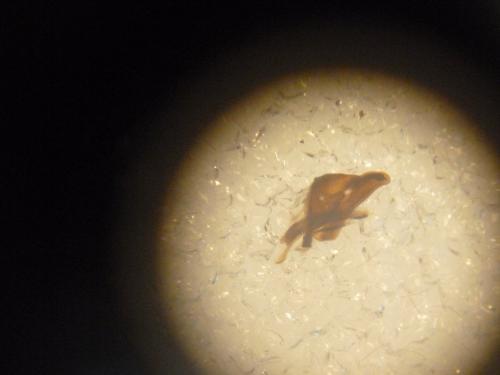 Réf. 106 250 : Heterogynis penella