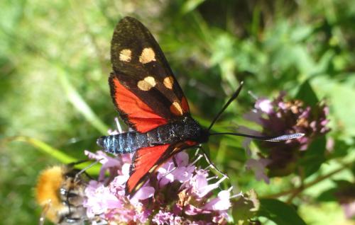 Zygaena transalpina