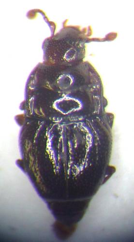 Réf. 106 603 : Plegaderus dissectus