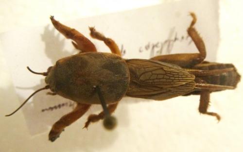 Réf. 106 134 : Gryllotalpa gryllotalpa