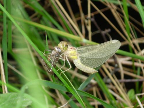 Sympetrum striolatum