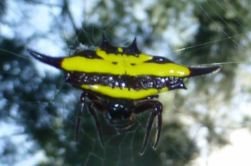 Réf. 106 661 : Gasteracantha sp.
