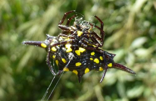 Réf. 106 662 : Gasteracantha sp.