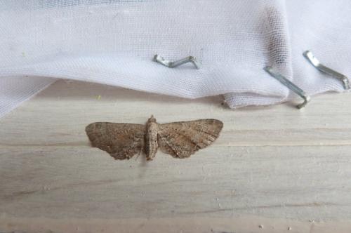 Eupithecia simpliciata