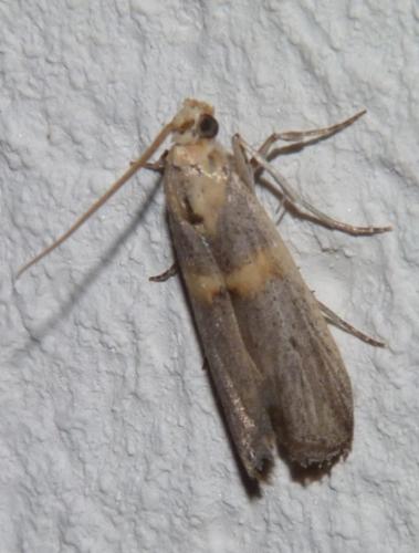 Oxybia transversella