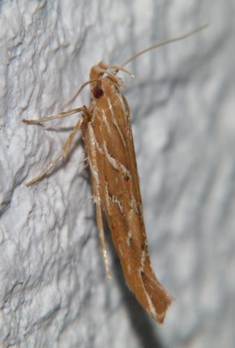 Pyroderces argyrogrammos