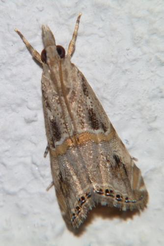Euchromius cambridgei