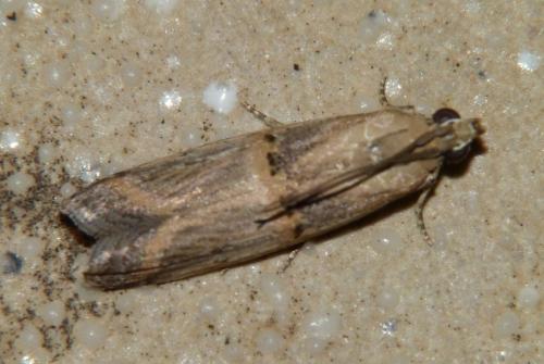 Psorosa dahliella