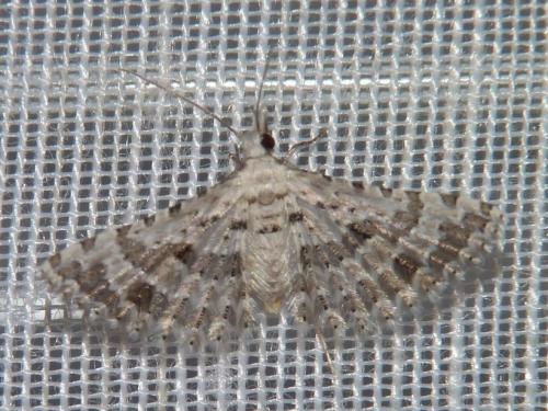 Alucita palodactyla