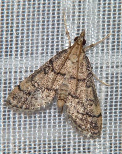 Metasia cuencalis