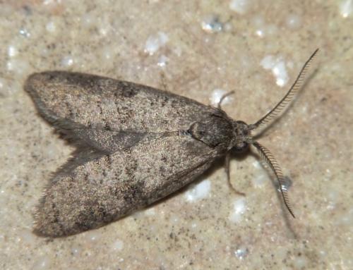 Réf. 106 221 : Penestoglossa dardoinella