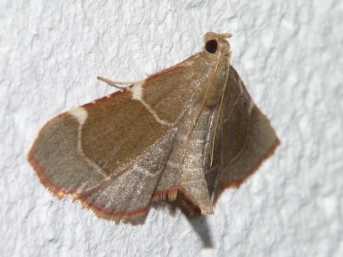 Réf. 106 315 : Hypsopygia fulvocilialis