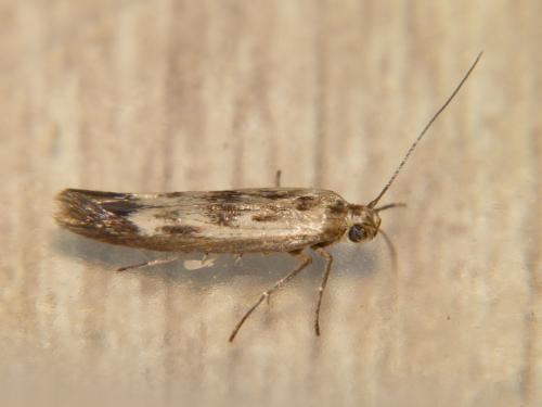 Scythris limbella