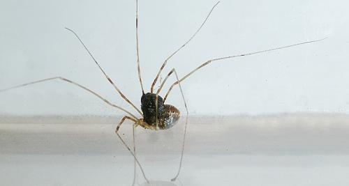 Opilio canestrinii