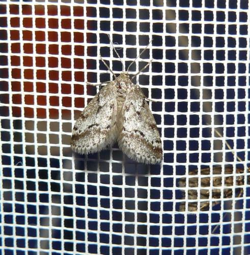 Tephronia oranaria