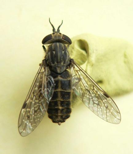 Haematopota pluvialis