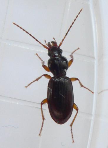 Stomis pumicatus