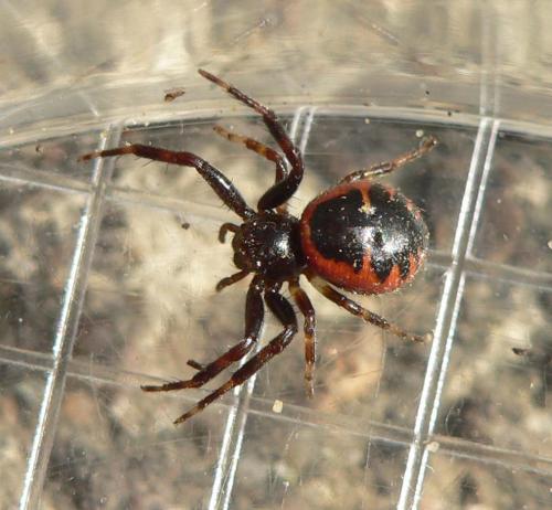 Synema globosum