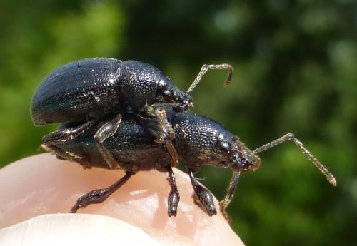 Otiorhynchus meridionalis