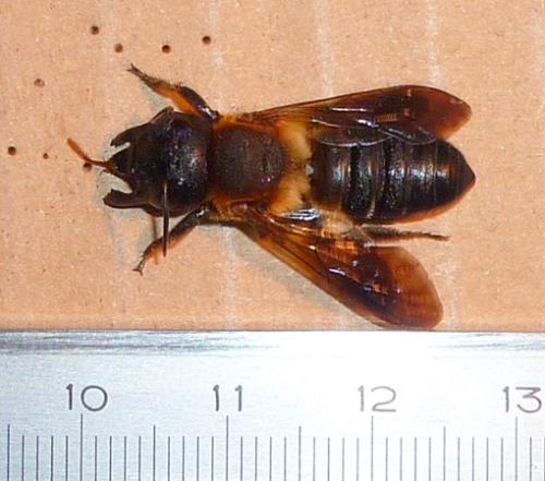 Megachile sculpturalis