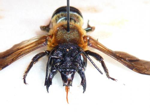 Megachile sculpturalis