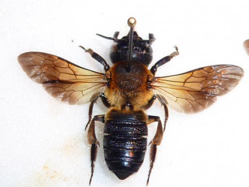 Megachile sculpturalis