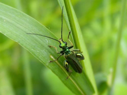Oedemera nobilis