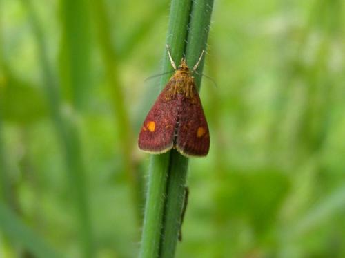 Pyrausta aurata