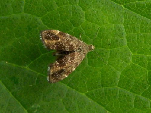 Réf. 106 477 : Anthophila fabriciana