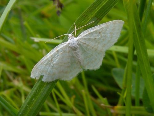 Réf. 106 093 : Asthena albulata