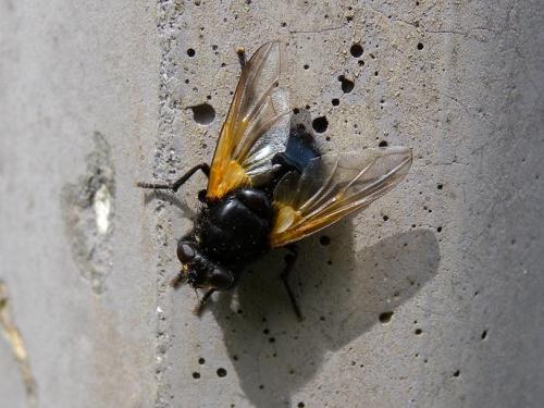 Réf. 106 478 : Mesembrina meridiana