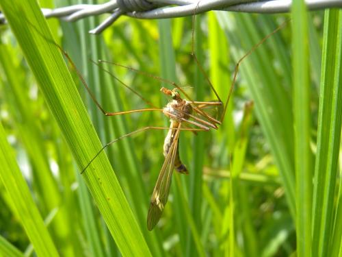 Tipula fascipennis