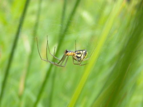 Neriene radiata