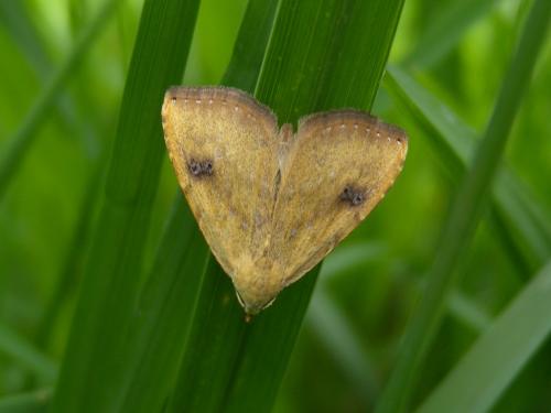 Réf. 106 952 : Rivula sericealis