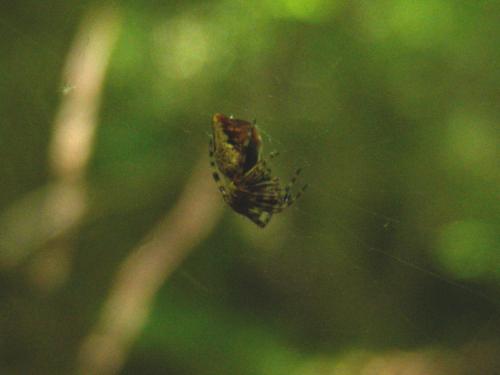 Cyclosa conica