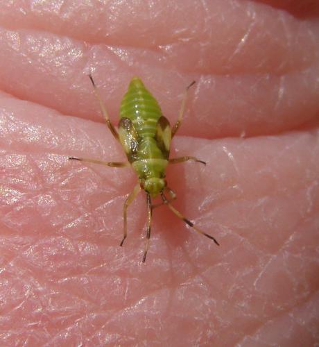 Dryophilocoris flavoquadrimaculatus